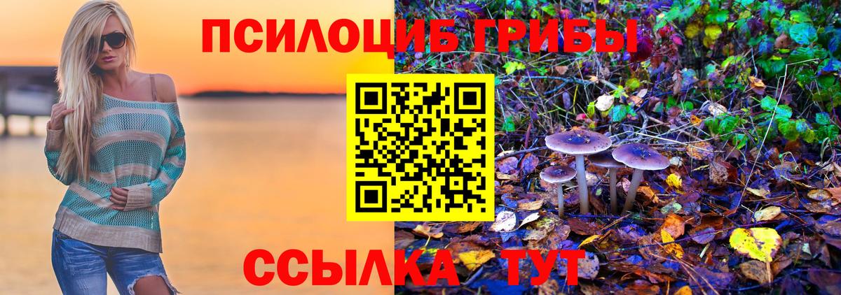 Псилоцибиновые грибы Psilocybe Зеленогорск
